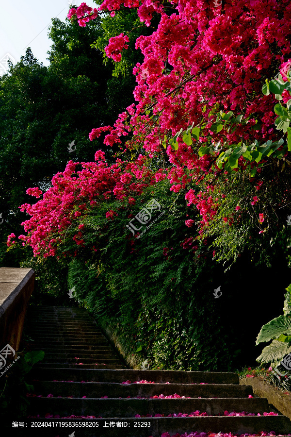 花季重庆风光