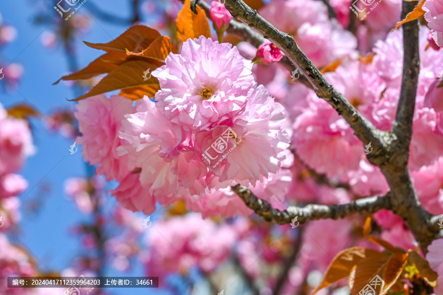 粉红色日本东京樱花在春天里盛开
