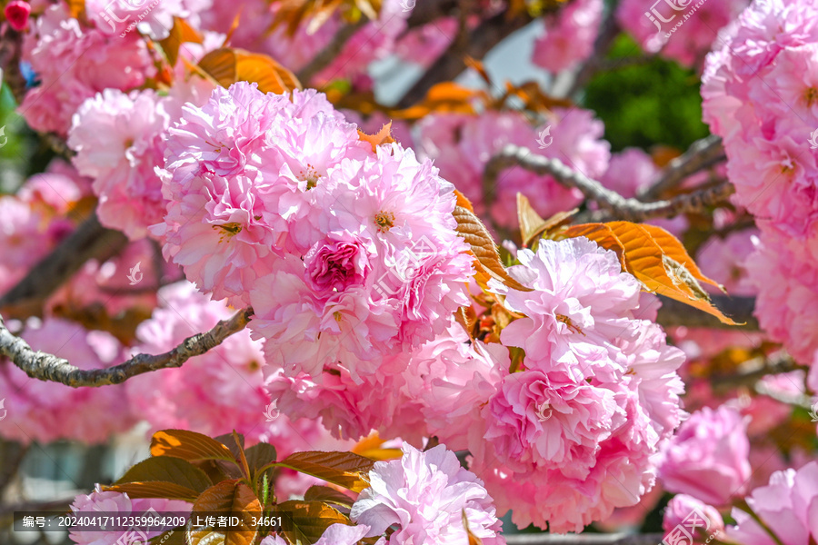 粉红色日本东京樱花在春日里盛开