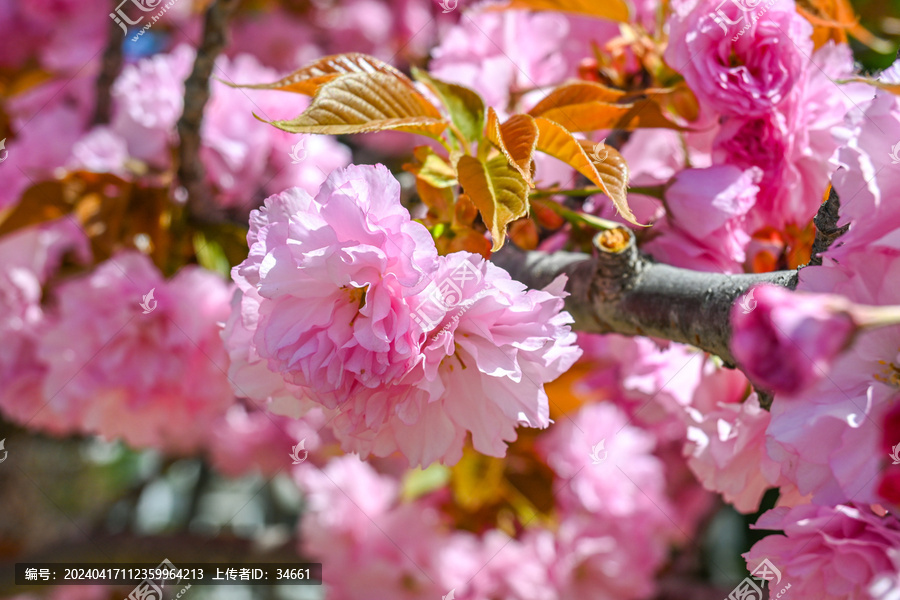 粉红色日本东京樱花在春日里盛开