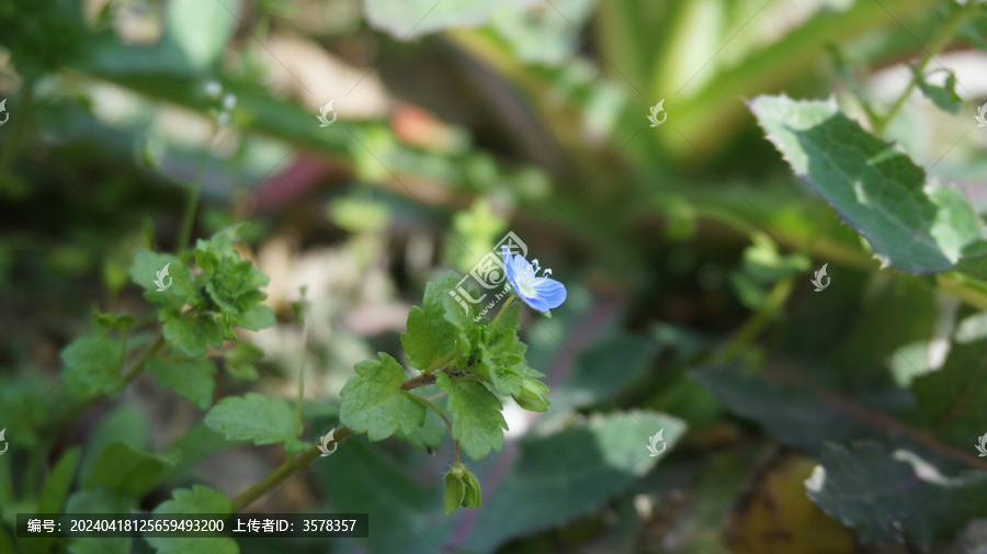 蓝色花婆婆纳花特写