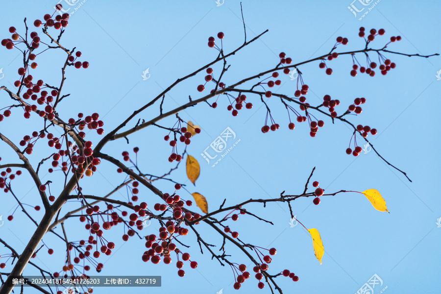 树枝红色果实秋叶