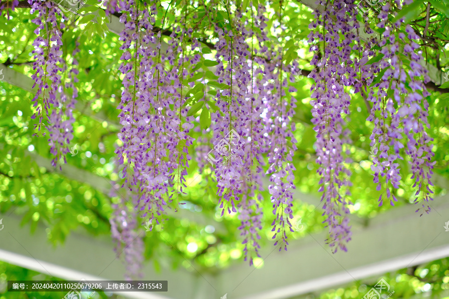 春天的紫藤花