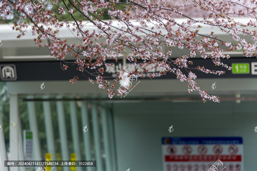 春天观山湖公园地铁站樱花