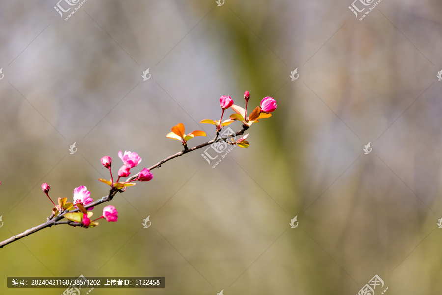 春天绽放的海棠花