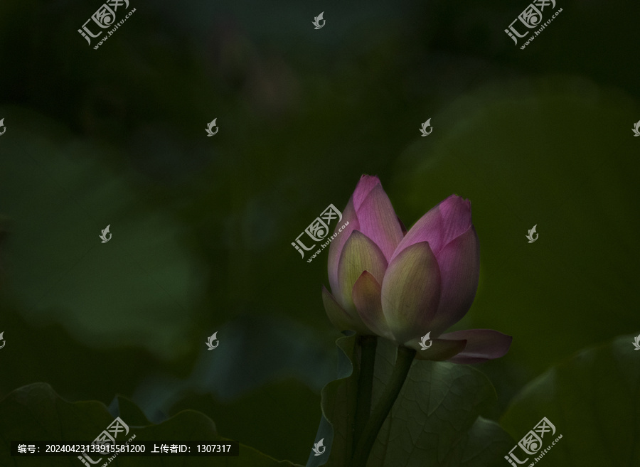 池中莲花