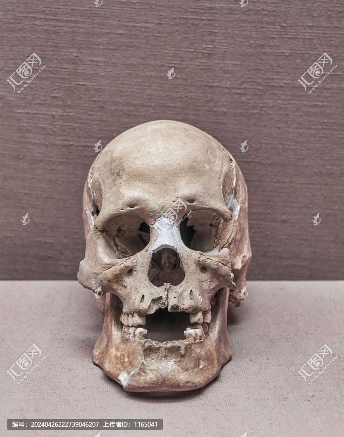 人类颅骨化石