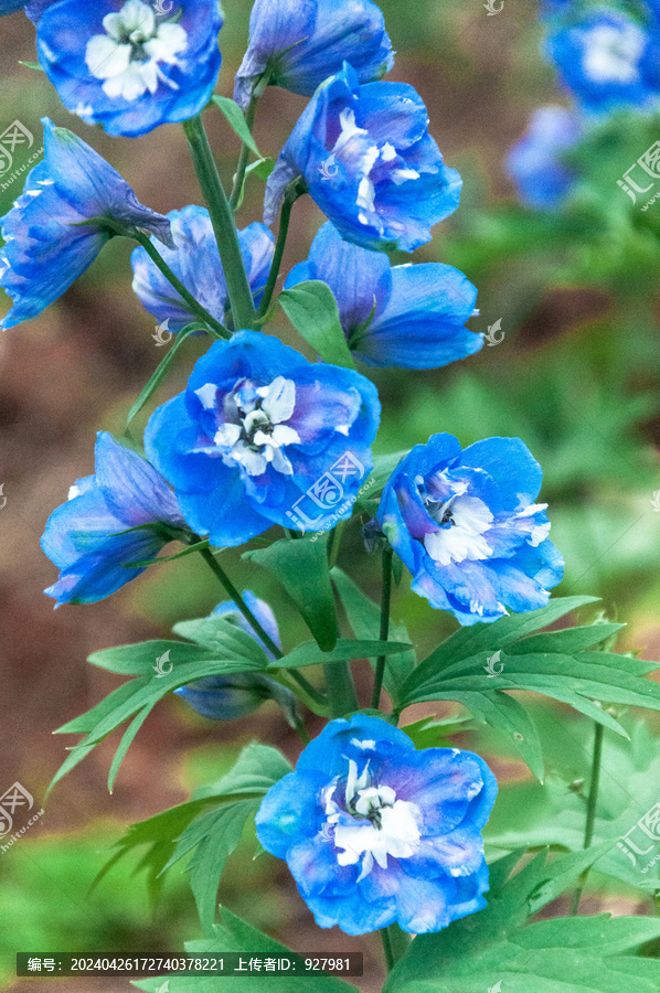 植物园盛开的蓝色高翠雀花