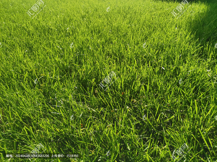 草坪绿草地
