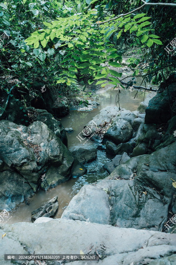 西双版纳热带雨林里的小溪流
