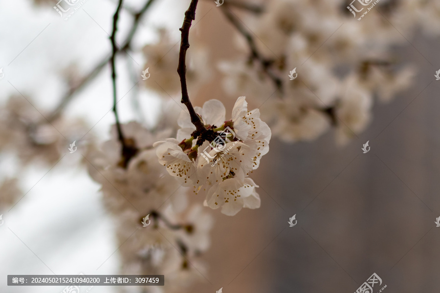 杏花春天花卉自然风光微距摄影