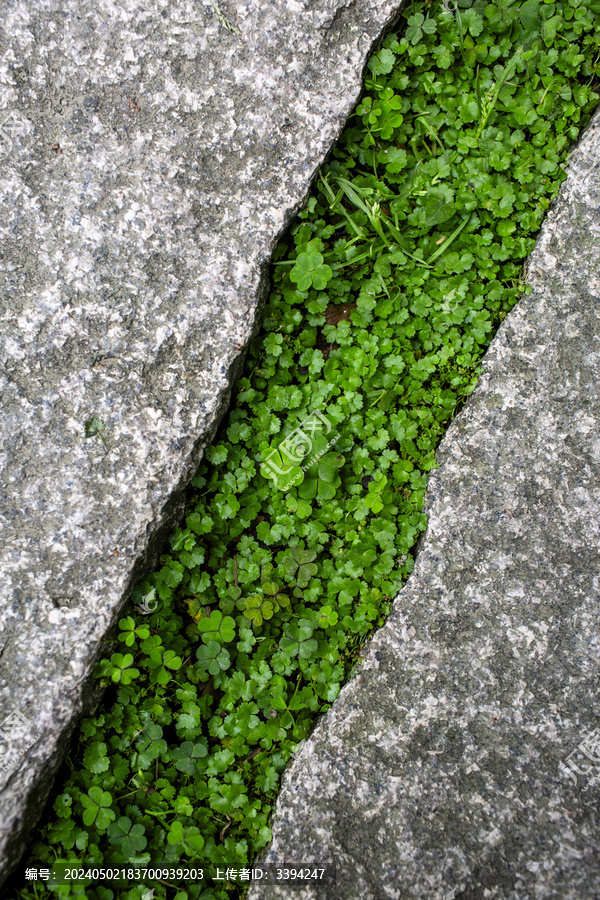 石缝中的绿植