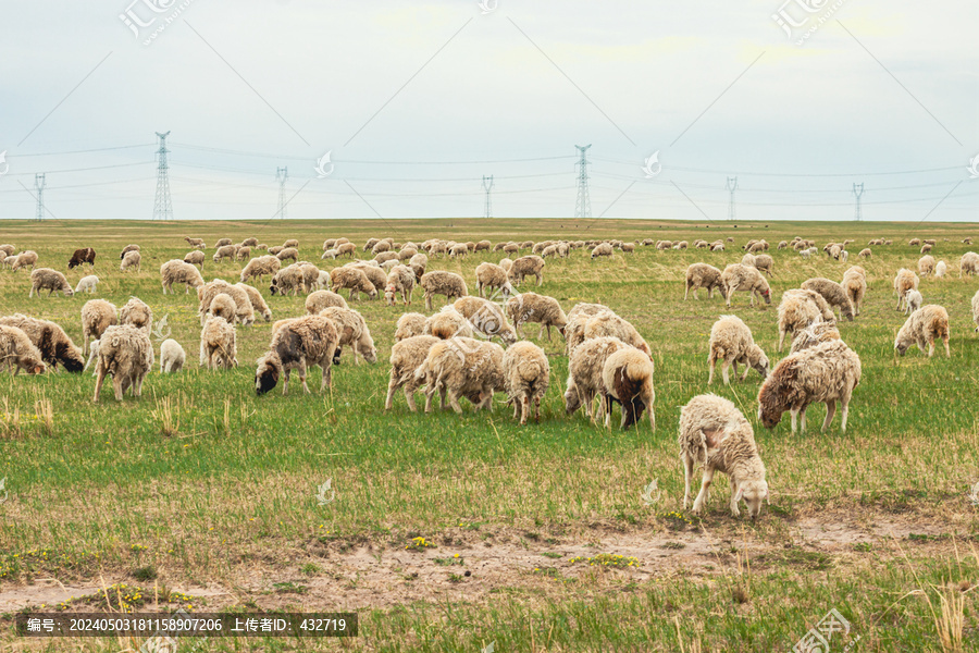 春季草原牧场羊群