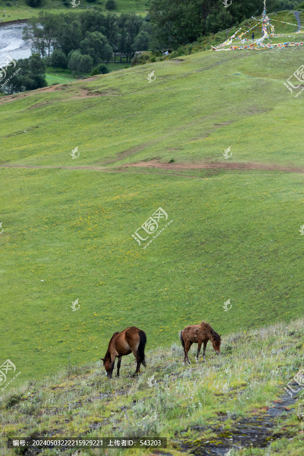 草原畜牧业马匹吃草