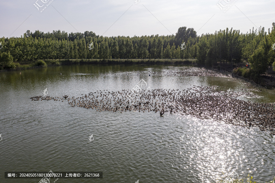 一群散养鸭子
