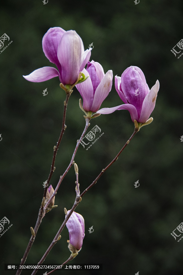 低调暗背景的紫玉兰花
