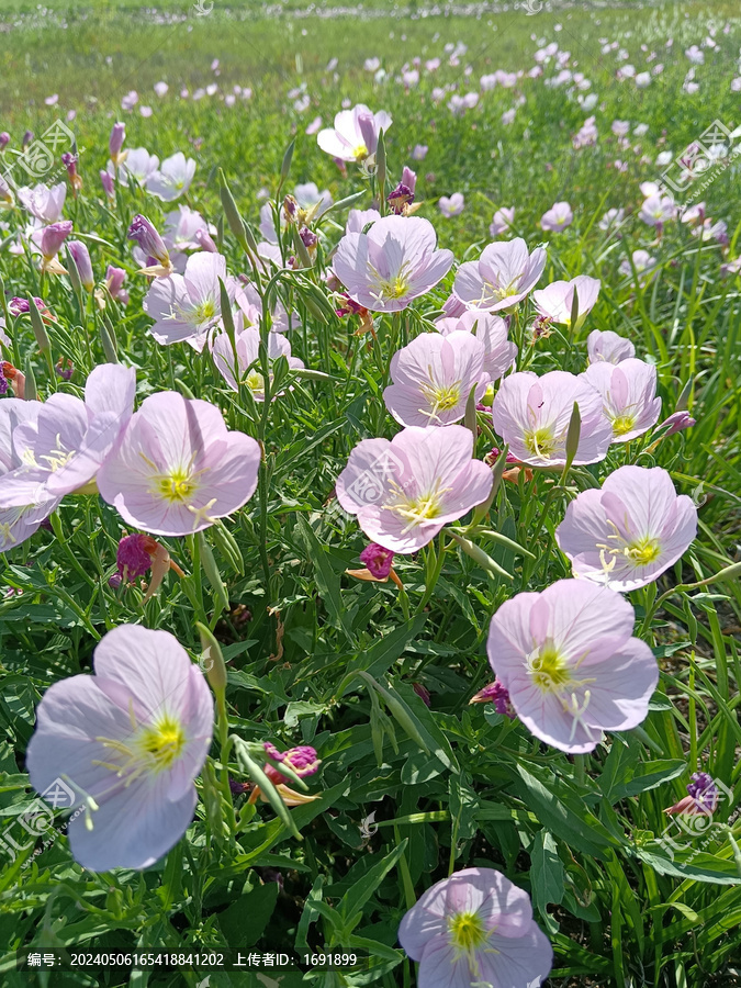 月见草花海