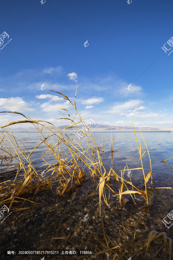 湖边水草