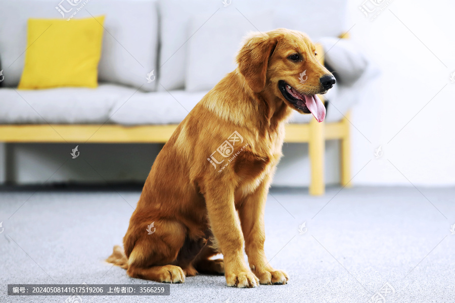 室内坐在地毯上玩耍的宠物狗狗