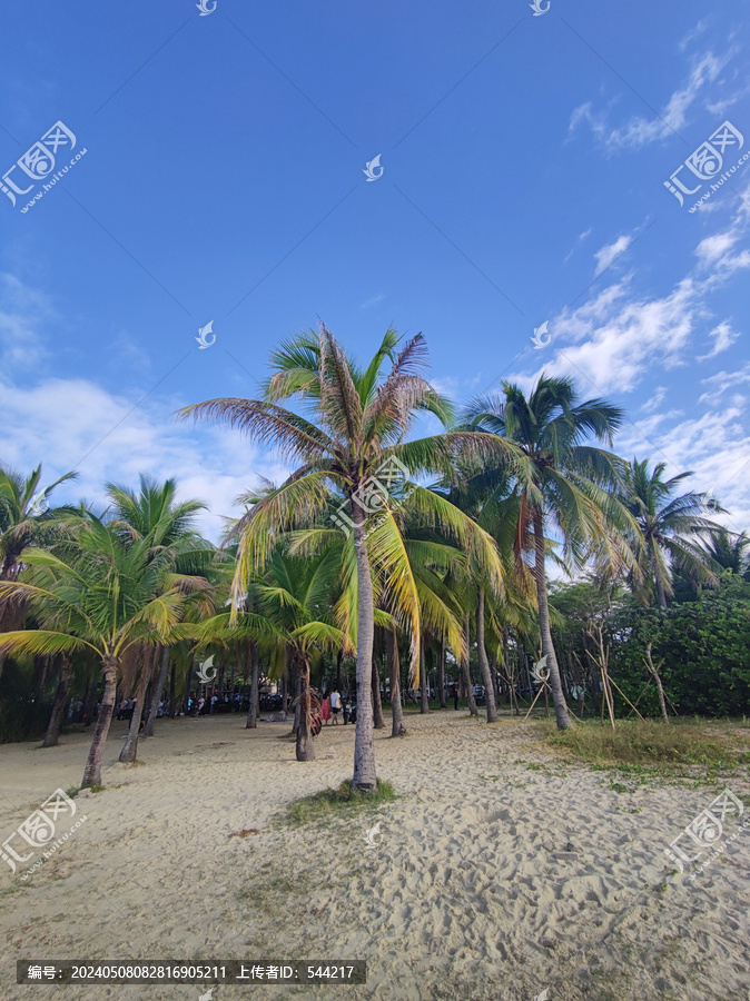 海滩椰子棕榈树林