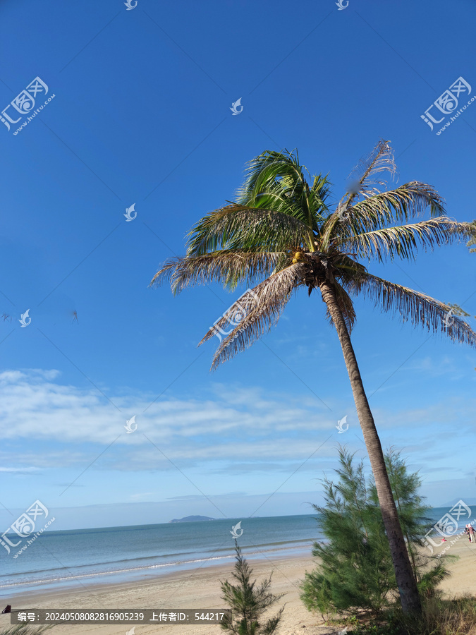 海滩椰子树蓝天海水