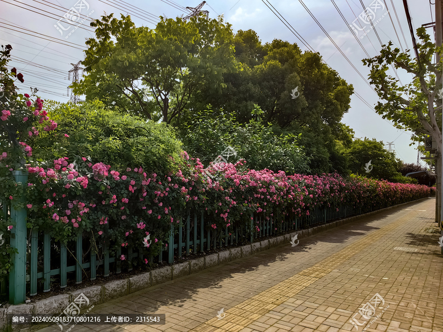 蔷薇花墙