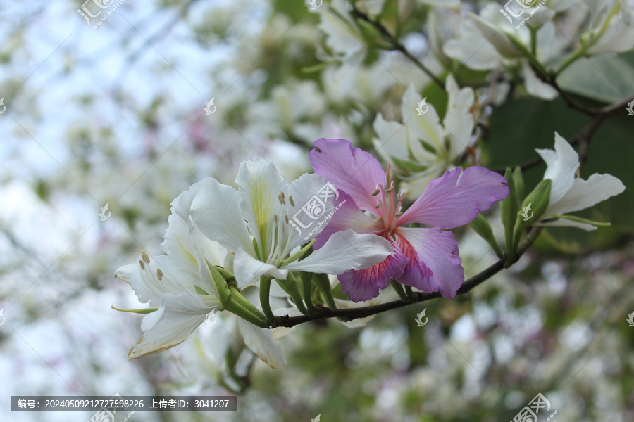 白色和粉色洋紫荆花枝