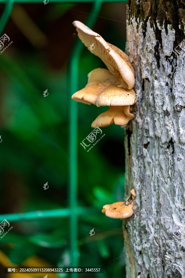 树上生长的蘑菇