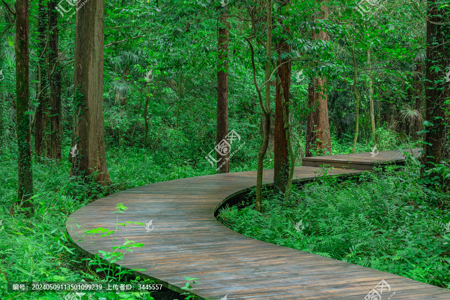 林中步道