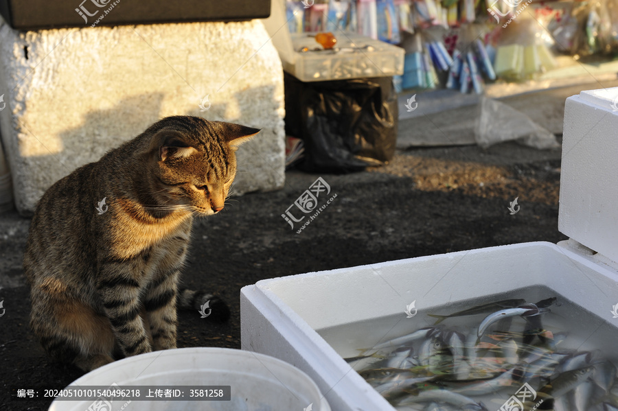 欧亚大桥上想吃鱼的猫