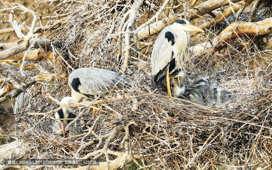 鸟巢中育雏的苍鹭