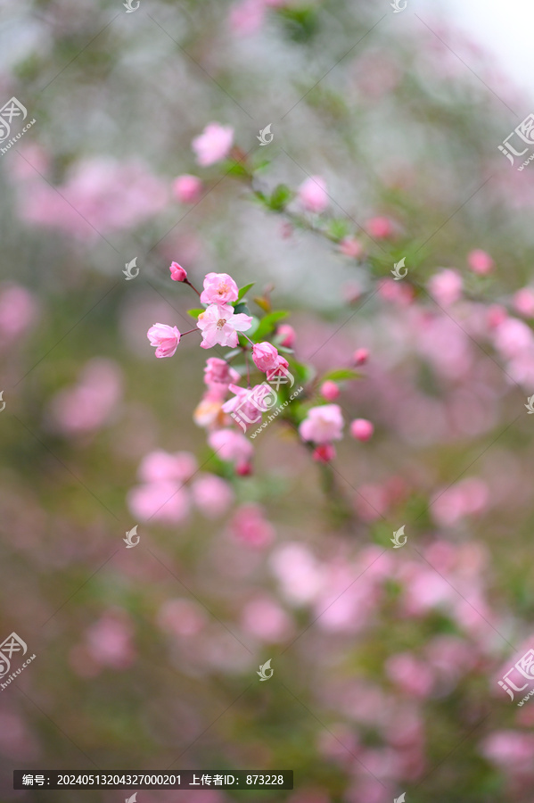 春天盛开的海棠花特写