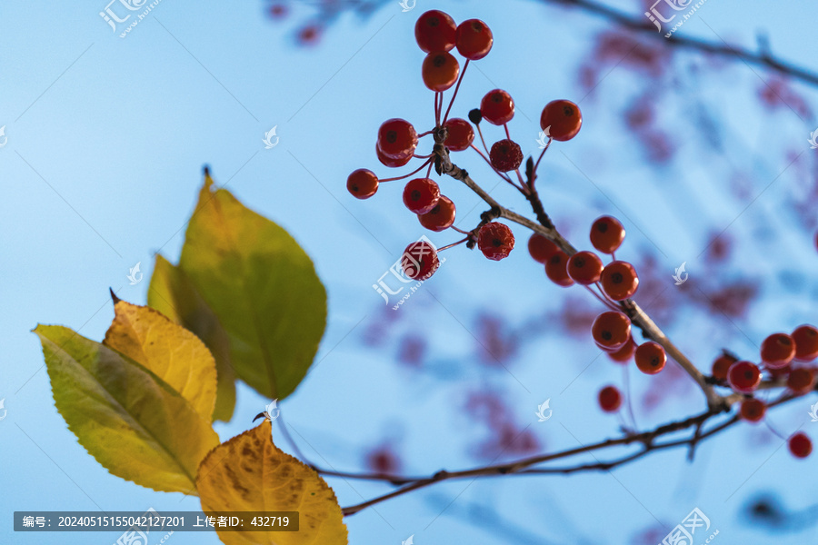秋季树枝秋叶红果实