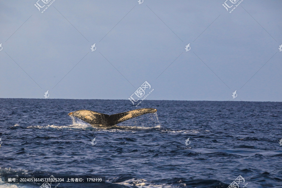 毛里求斯塔马林观鲸座头鲸摆尾