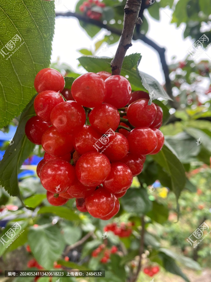 树上成熟的诱人樱桃