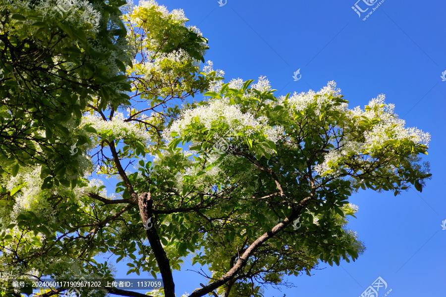 盛开的流苏花