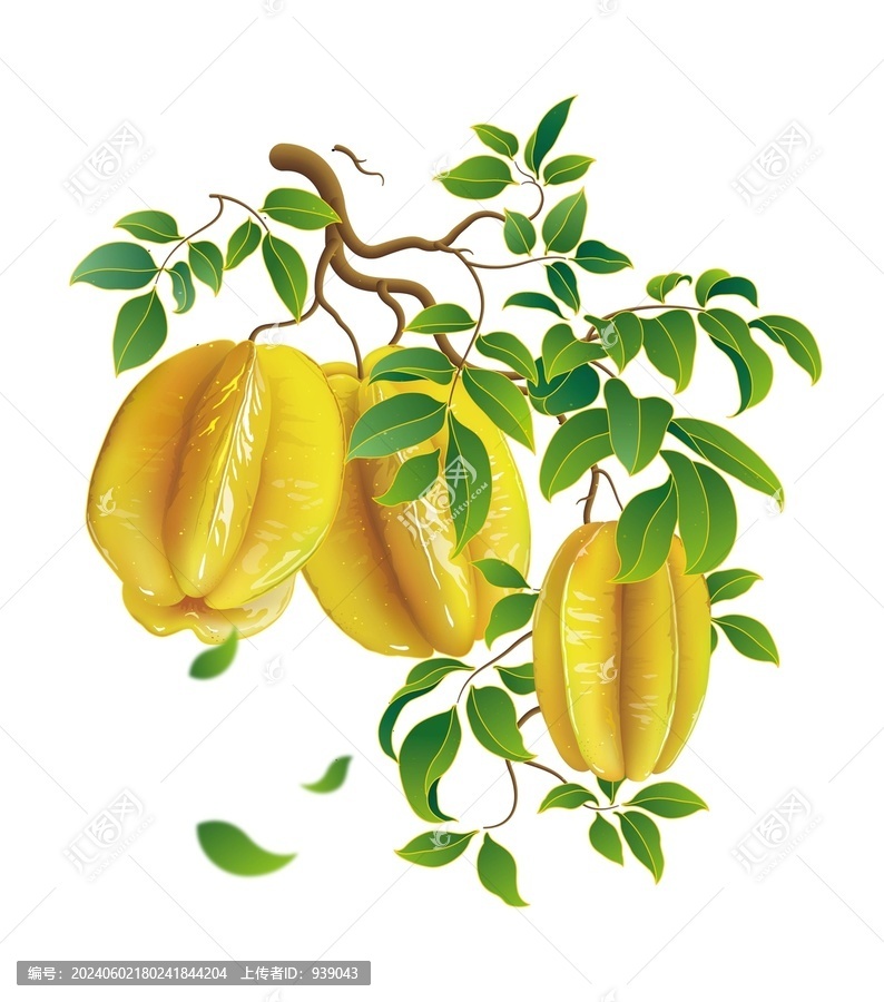 杨桃