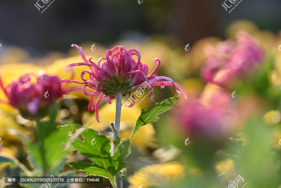 菊花