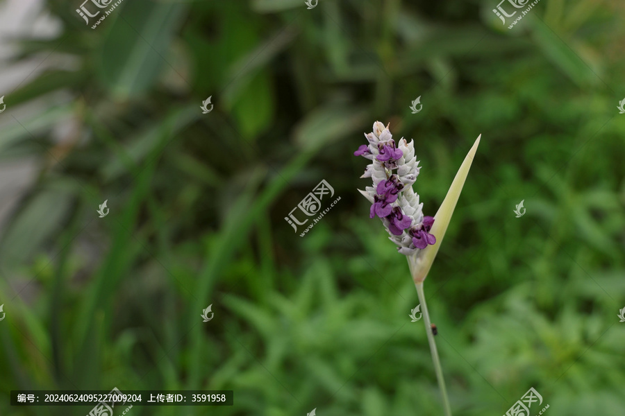 再力花