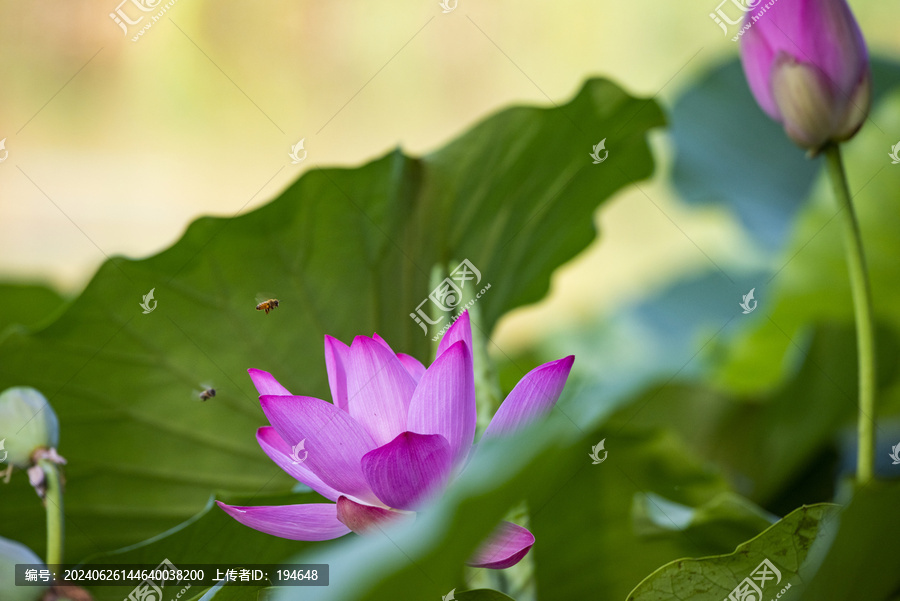 荷花