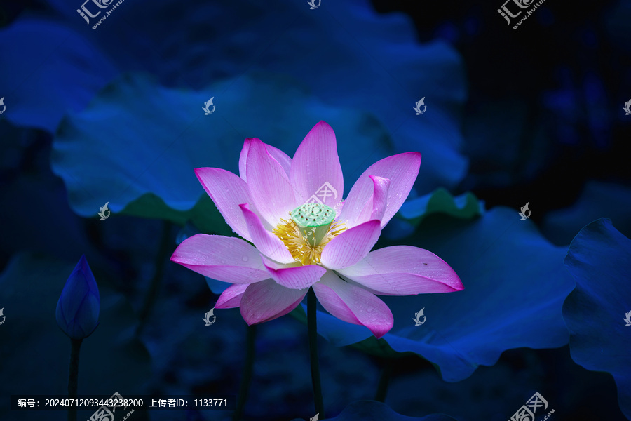 唯美荷花