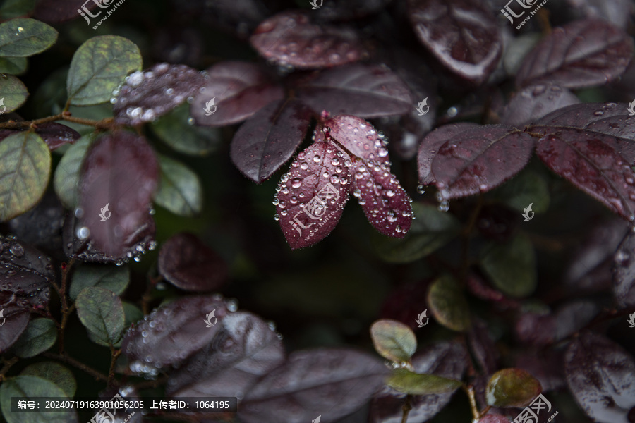 雨后叶子上的水珠