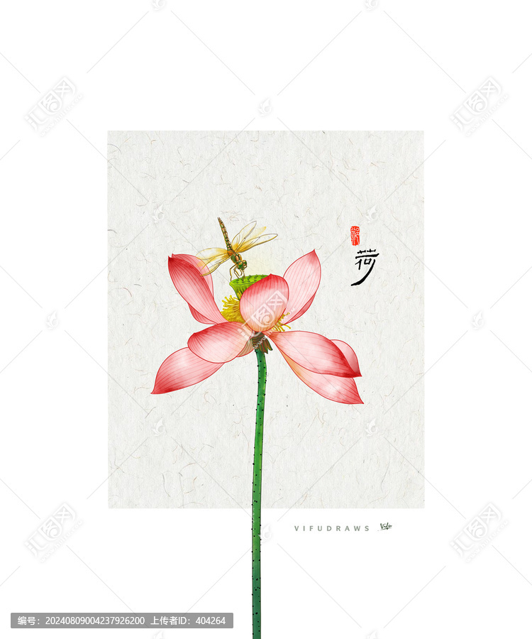 荷花插画