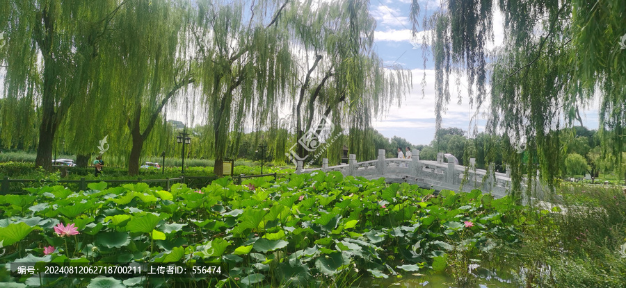 公园风景