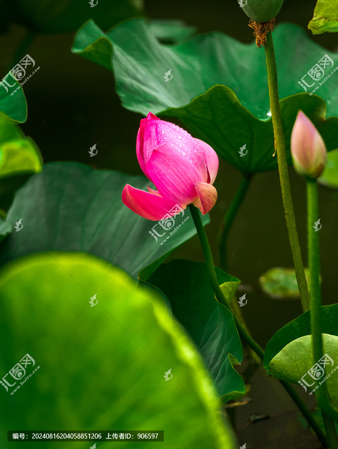 荷花