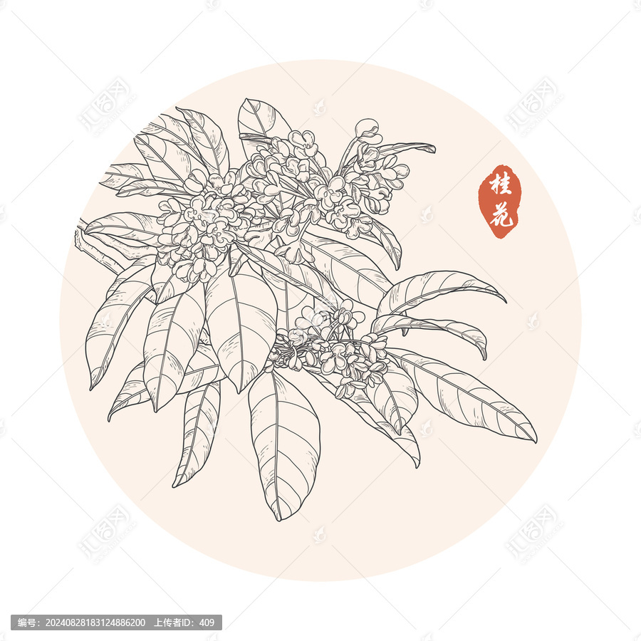 桂花线稿