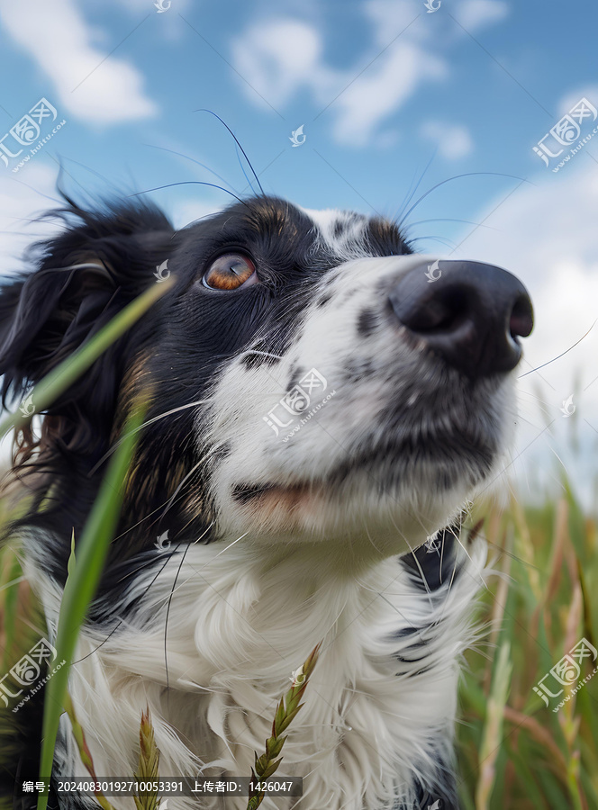 边境牧羊犬抬头凝望天空