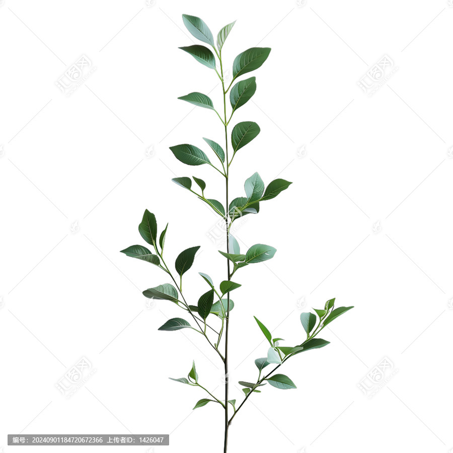 [免抠素材]白色背景上带绿叶的单茎