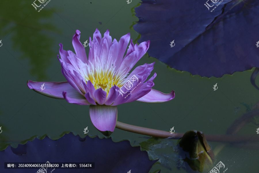 睡莲花