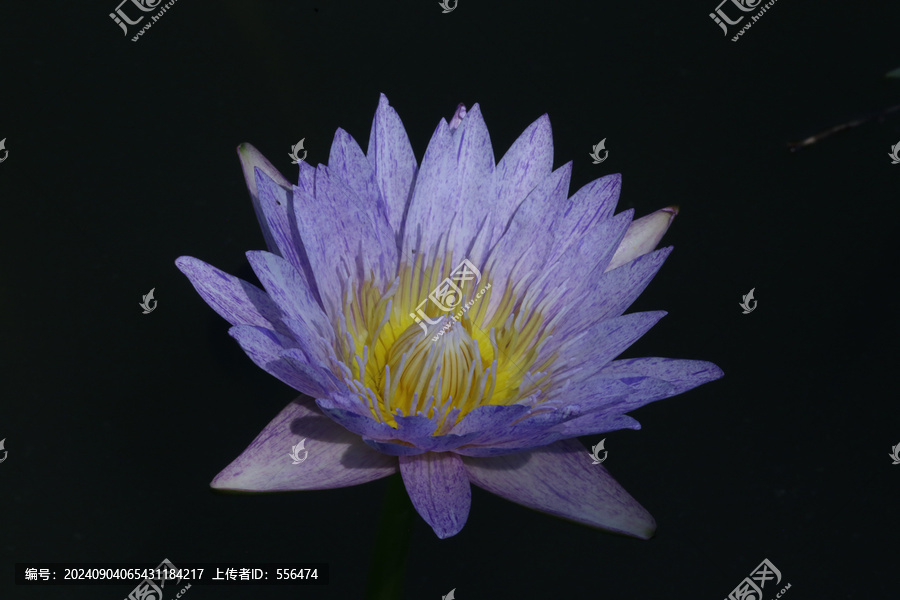 睡莲花